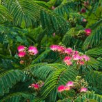 Albízia ružová (Albizia Julibrissin) ´OMBRELLA´ - výška 400-430 cm, obvod kmeňa: 14/16 cm, kont. C110L